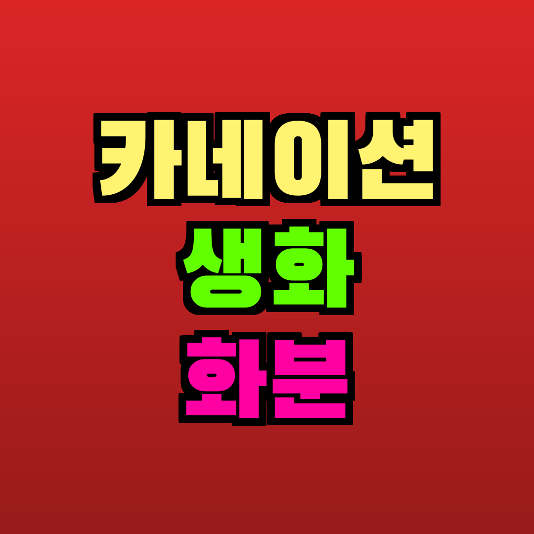 카네이션 생화 화분 추천
